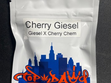 Proposer ($): Cherry Giesel - Top Dawg Seeds (12 Regular Seeds)