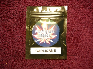 Providing ($): Garlicane -Fem seeds