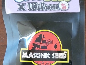 Providing ($): Masonic seeds GMO Sour Dubb x Wilson