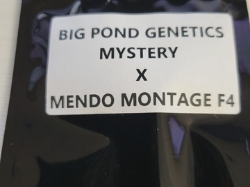 Providing ($): BIg Pond Genetics - Mystery x Mendo Montage