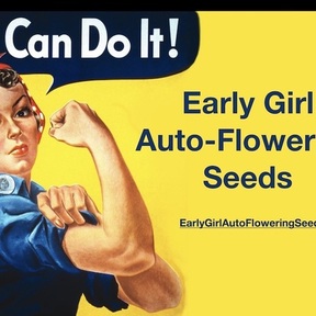 EarlyGirlAutofloweringSeeds