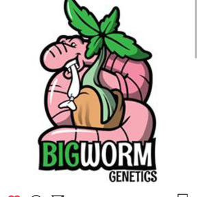 Bigworm genetics