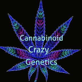 Cannabinoid Crazy Genetics
