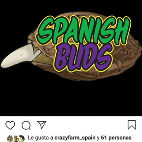 Spanish Buds