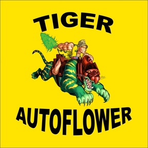 Tiger Autoflower Seeds
