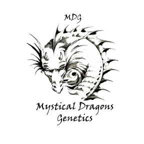 Mystical Dragons Genetics