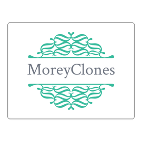 MoreyClones