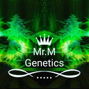 MR.M GENETICS 
