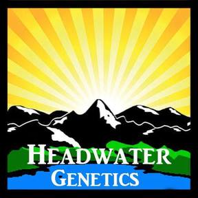 Headwater Genetics