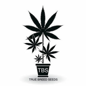 True Breed Seeds 